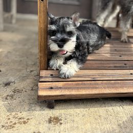 Titan - Black and silver male Miniature Schnauzer puppy in Tribbey, Oklahoma from Hill Dog Farm
