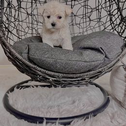 Morkie Puppies from Smart Farms