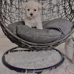 Morkie Puppies from Smart Farms