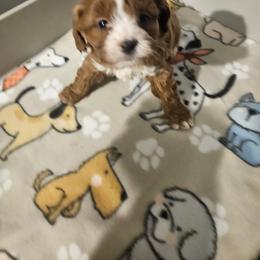 Bernedoodle, Cavapoo, and Newfypoo Puppies from Peaceful Pines LLC