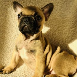 French Bulldogs from Bulldog Empire