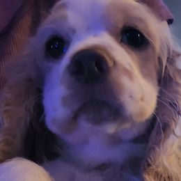 Cocker Spaniels from Smith's Main Squeeze