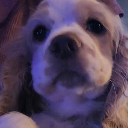 Cocker Spaniels from Smith's Main Squeeze