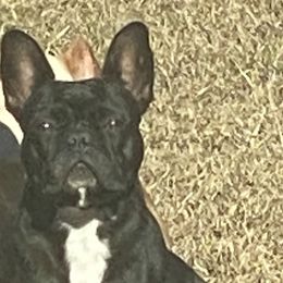 Cali - French Bulldog