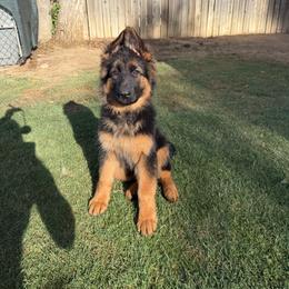 AKC Orange Girl - Black and red female German Shepherd puppy in Bakersfield, California from Aguirre Farm