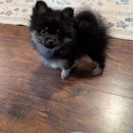 Arnie - Black and tan male Pomeranian puppy in Danielsville, Georgia from PassionatePomPoms