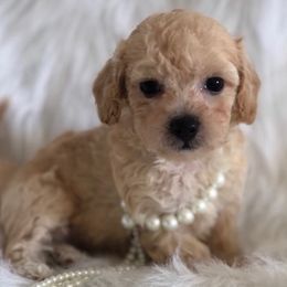 Goldendoodles and Maltipoos from Blue Ranch Puppies