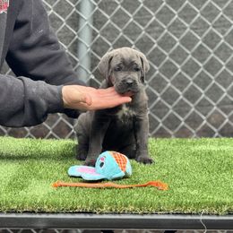 Orange - Gray brindle female Cane Corso puppy in Pollock Pines, California from Capitol City Cane Corso