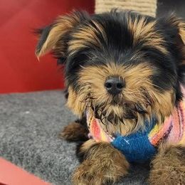 Yorkshire Terriers from E&A Pets LLC