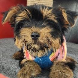 Yorkshire Terriers from E&A Pets LLC