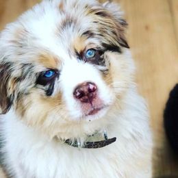 Australian Shepherd, Miniature American Shepherd, and Toy Australian Shepherd Puppies from Blue’s Family Aussies