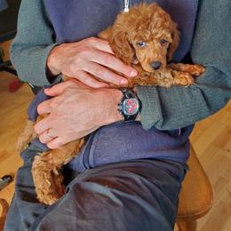 Majenta Collared girl apricot - Red  female Poodle puppy in Licking, Missouri from Majestic Embrace Poodles