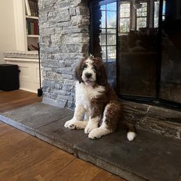 Saint Berdoodle Puppies from Country Manor Saint Berdoodles
