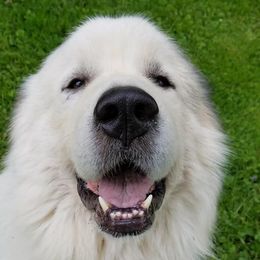 Great Pyrenees from Eagle Ridge Great Pyrenees