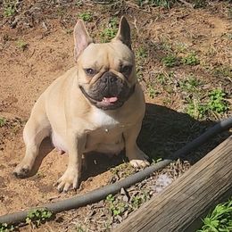 Moki - French Bulldog