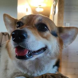 Essie - Pembroke Welsh Corgi