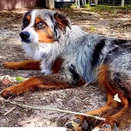 Tripp - Miniature Australian Shepherd