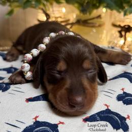 Jolene - Chocolate and tan female Dachshund puppy in Fayetteville, West Virginia from Loop Creek Dachshunds