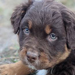Boy 3 - Red Australian Shepherd puppy in Touchet, Washington from Frog Hollow Aussies
