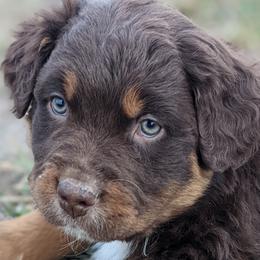 Boy 3 - Red Australian Shepherd puppy in Touchet, Washington from Frog Hollow Aussies