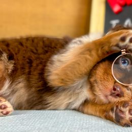 Miniature Australian Shepherds and Toy Australian Shepherds from True Spirited Aussies
