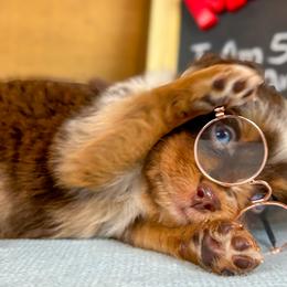 Miniature Australian Shepherds and Toy Australian Shepherds from True Spirited Aussies