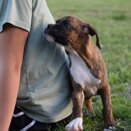 Boxer Puppies from Keims Royal Boxers