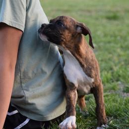 Boxer Puppies from Keims Royal Boxers