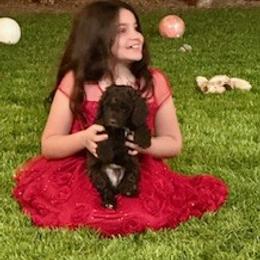Australian Labradoodle Puppies from Blue Line Doodles of Arizona