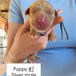 Silver Collar - Yellow male Labrador Retriever puppy in Sumerduck, Virginia from Cedar Mountain Retrievers
