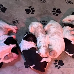 English Springer Spaniel Puppies from English Springer Spaniels at Lands Lodge