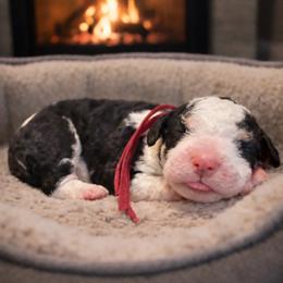 Garnet - Black and white male Sheepadoodle puppy in Inman, South Carolina from Mossy Doodles LLC
