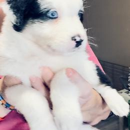 Lovebug - Black tri-color female Australian Shepherd puppy in Williston, Florida from Over The Rainbow Aussies