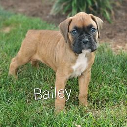 Bailey - Fawn male Boxer puppy in Newville, Pennsylvania from Zimmerman's Pets