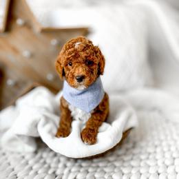 Timon - Red  male Goldendoodle puppy in Springville, Utah from Happy Doodle