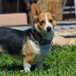 Matty - Pembroke Welsh Corgi