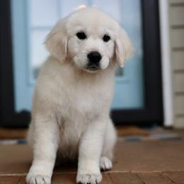 Bella - Light golden female Golden Retriever puppy in Williamston, Sc, South Carolina from Dutton Dog Co & Dalla Grazia Doberman