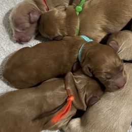 Pigpen (Teal Collar) - Red  male Goldendoodle puppy in Bay City, Texas from Charming Doods
