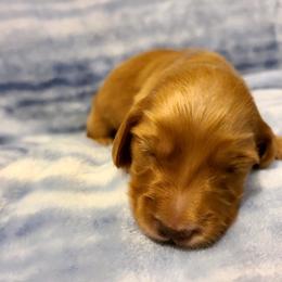 Merle Haggard - Red male Dachshund puppy in Waynesboro, Tennessee from Owl Hollow Farm Miniature Dachshunds