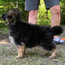 German Shepherd Puppies from Golly-G German Shepherds