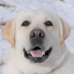Rosie - Labrador Retriever