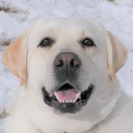 Rosie - Labrador Retriever