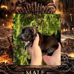 Khal Drogo - Sable male German Shepherd puppy in Chino, California from BlueStone K9