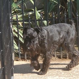 Captain - Miniature Schnauzer