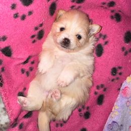 Melody - Orange parti female Pomeranian puppy in Yukon, Oklahoma from Rae of Sunshine Poms