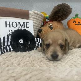 Kiara   Pet only - Cream female Dachshund puppy in Bullard, Texas from Mimidachs of Texas