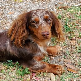 Dachshunds from Silverstar Farms