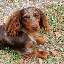 Dachshunds from Silverstar Farms