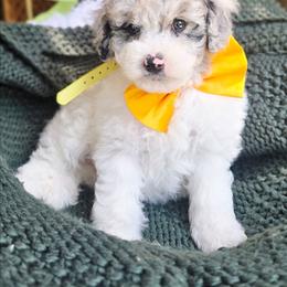 Yellow - Blue merle male Aussiedoodle puppy in Georgetown, California from Foothill Aussies