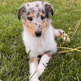 Teddy - Blue merle female Collie puppy in Yukon, Oklahoma from ColliesOklahoma